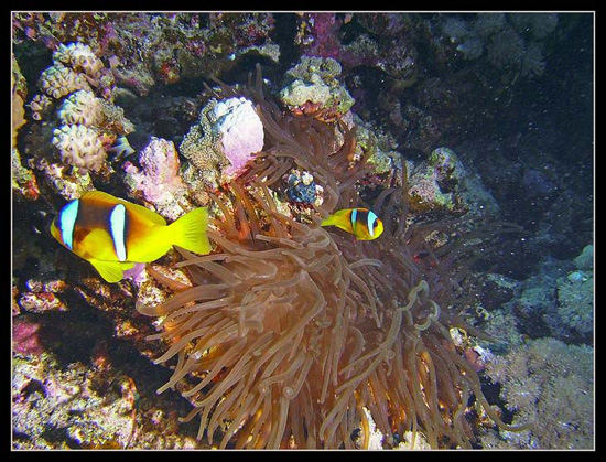 PICT0235 